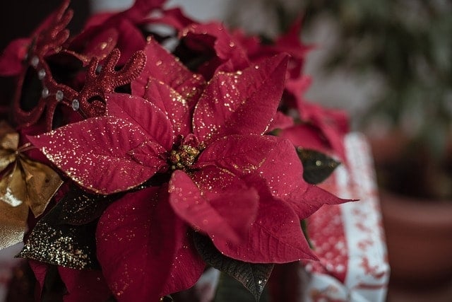 poinsettia, glitters, christmas